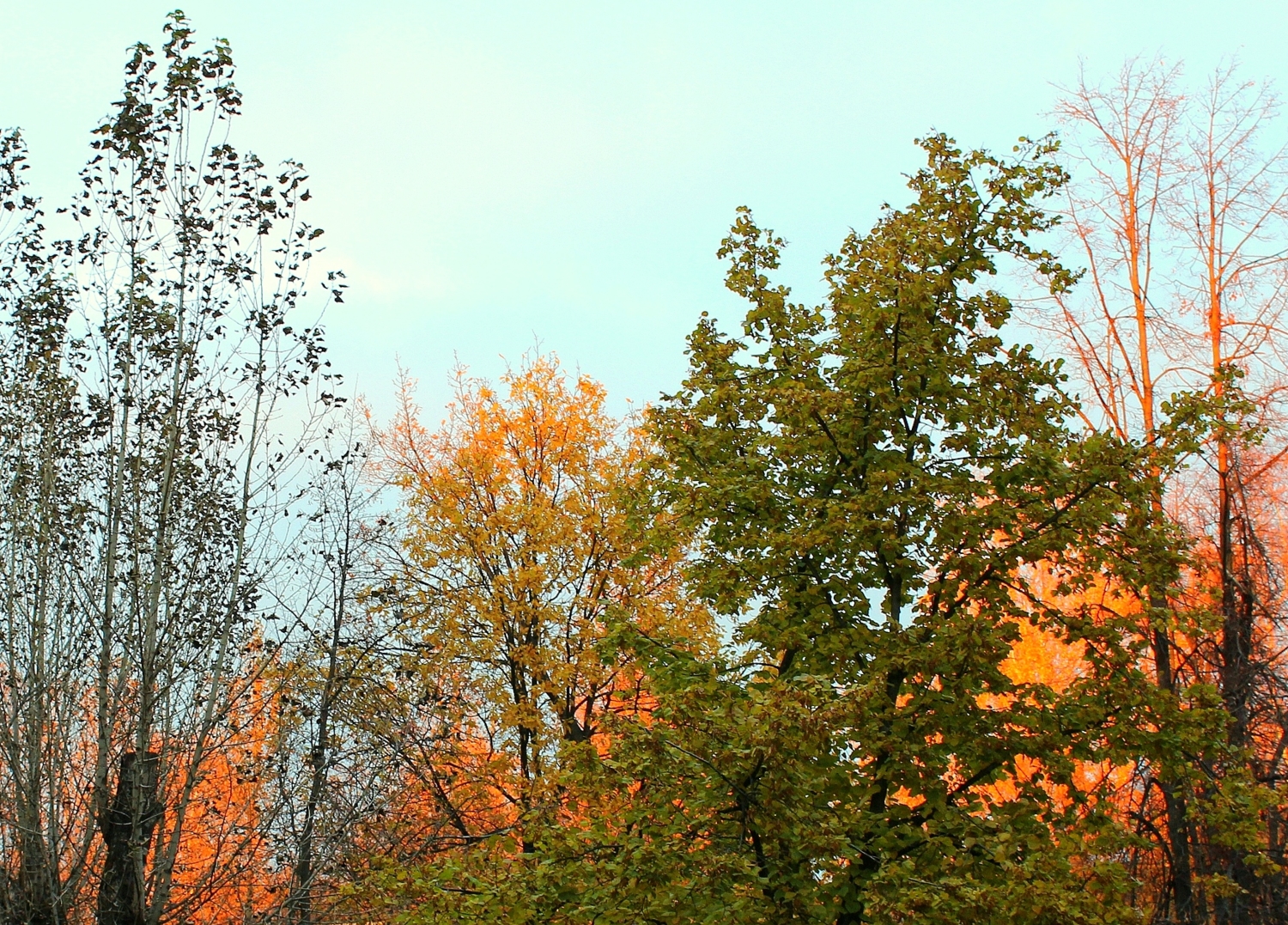 Пламенеют листья в зареве заката