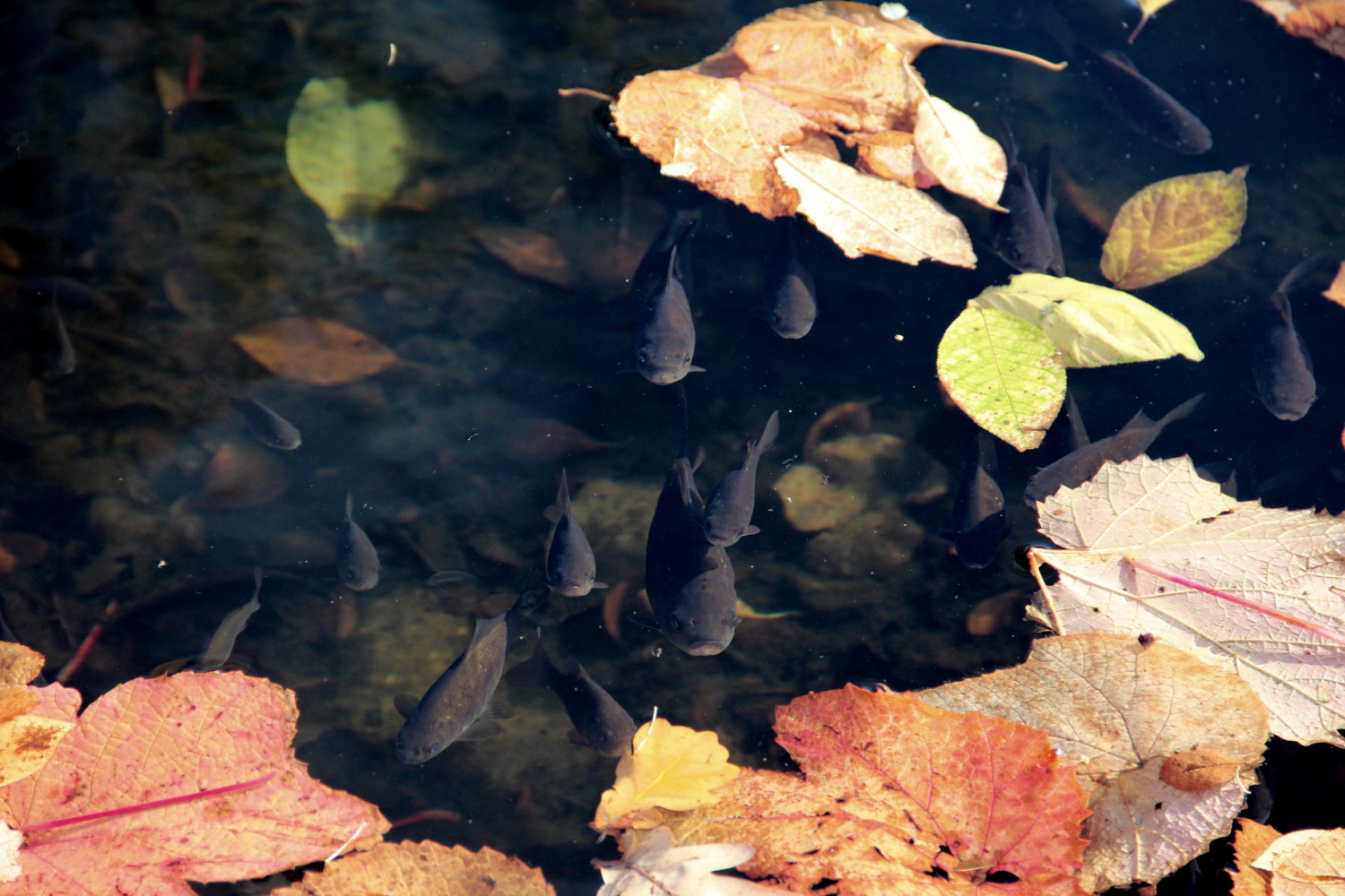 листья покрыли поверхность пруда