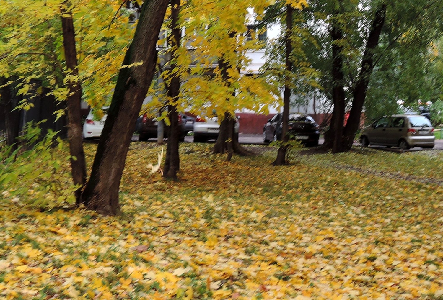 Листья жёлтые медленно падают...