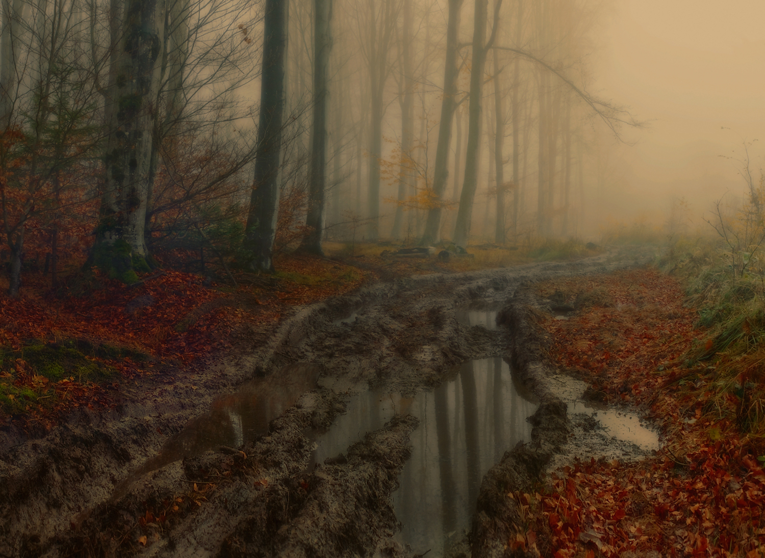Осенняя лужа в туманном лесу