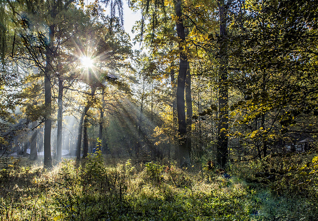 Утро в осеннем лесу