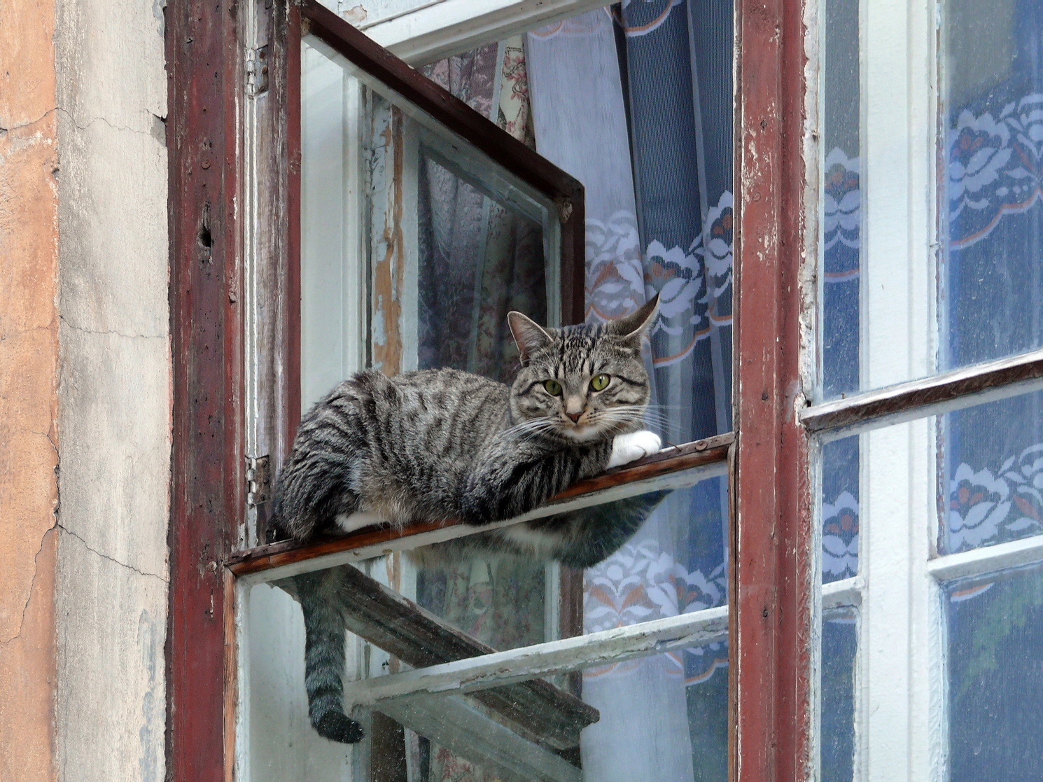 Кошка окно москва
