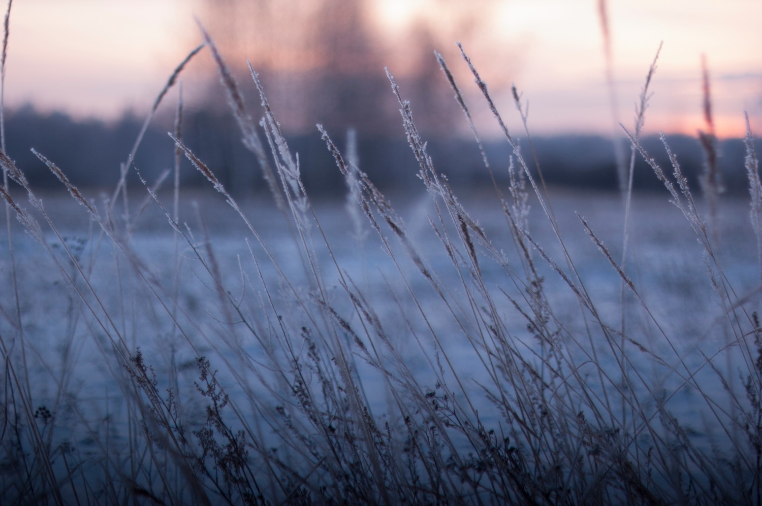 Замерзшая трава. Холодный закат