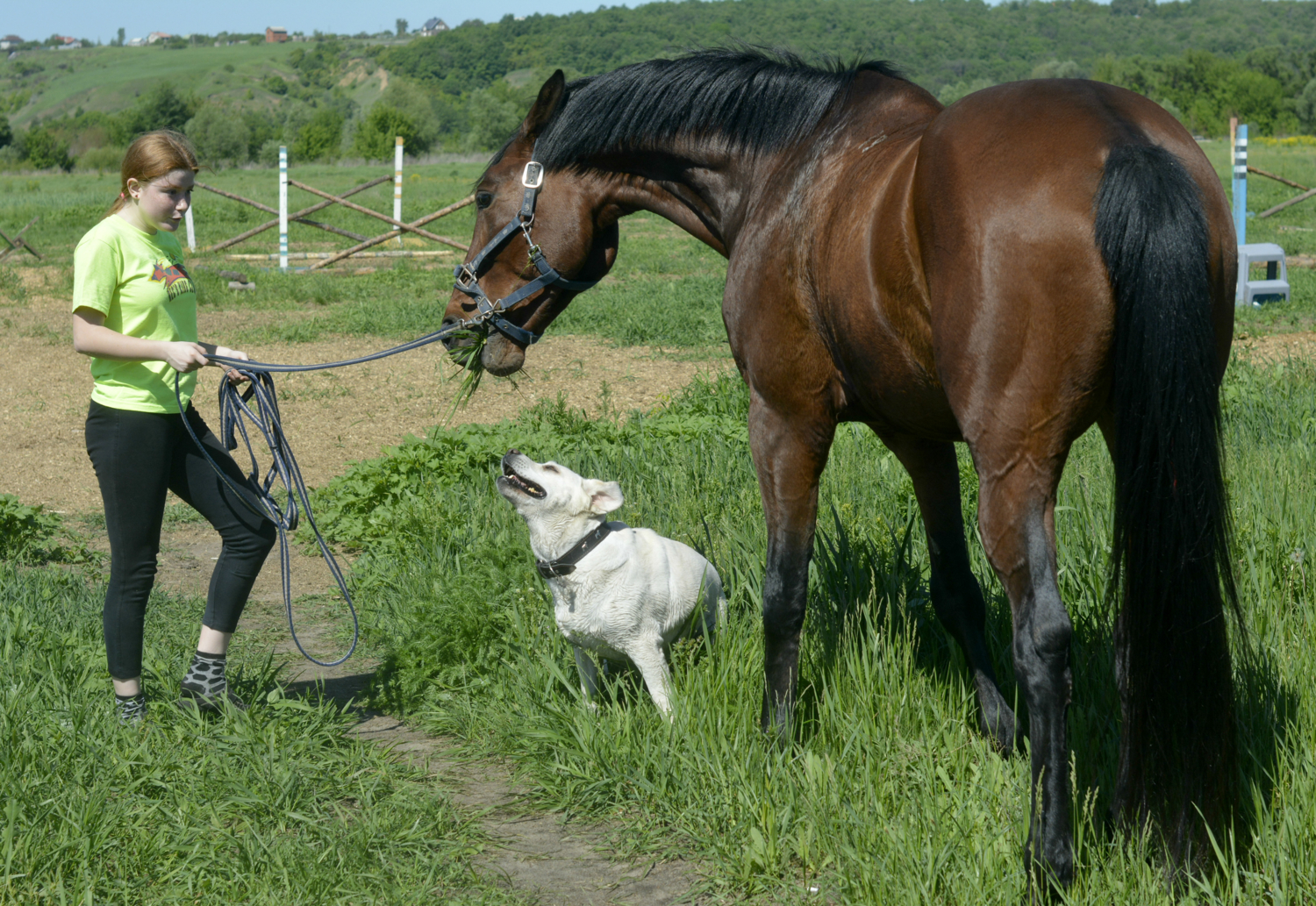 Собака с Лошадью