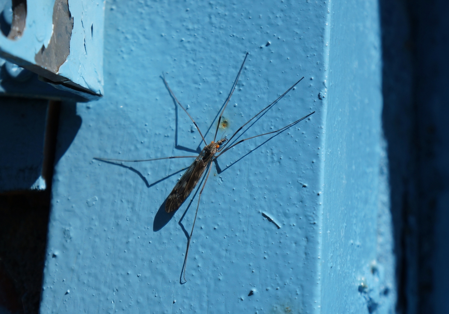 Малярийный комар (Anopheles)