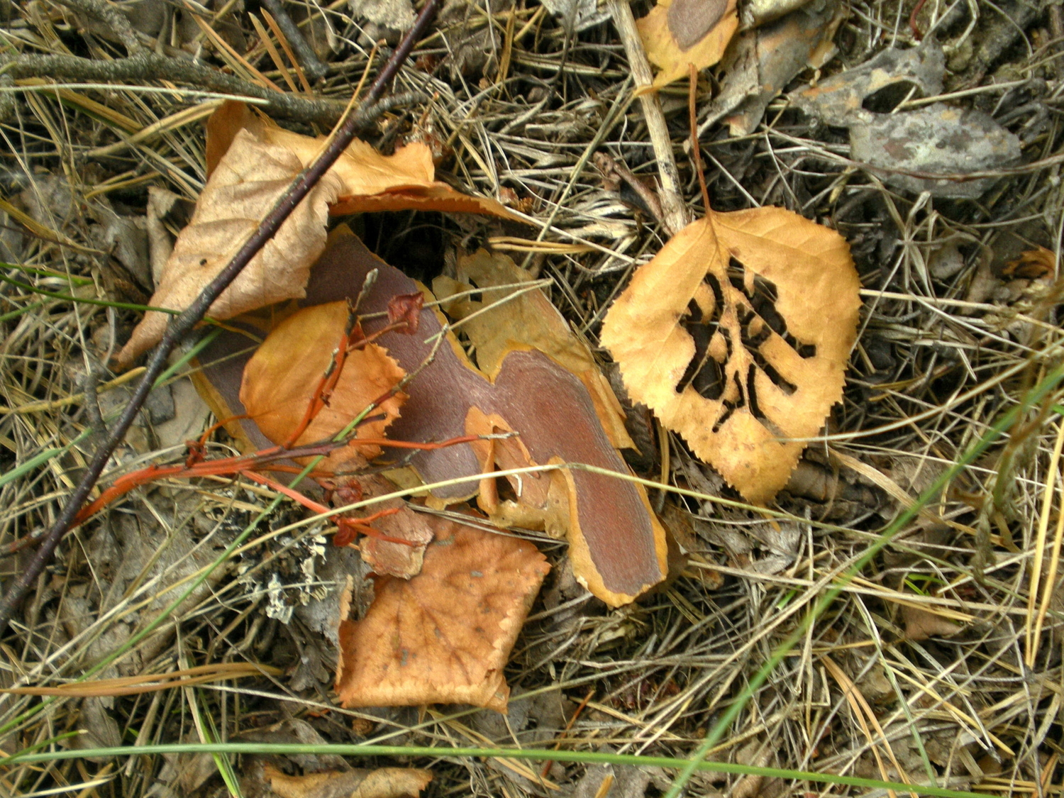 Сюрпризы осени в листве.