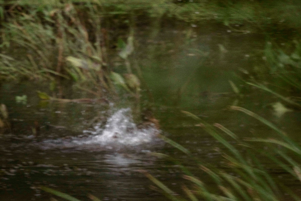 купание утки