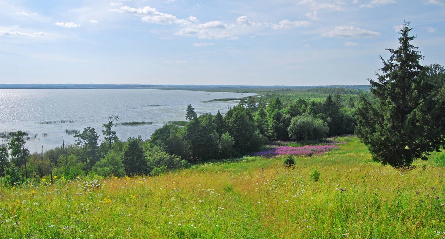 Сиреневая метка