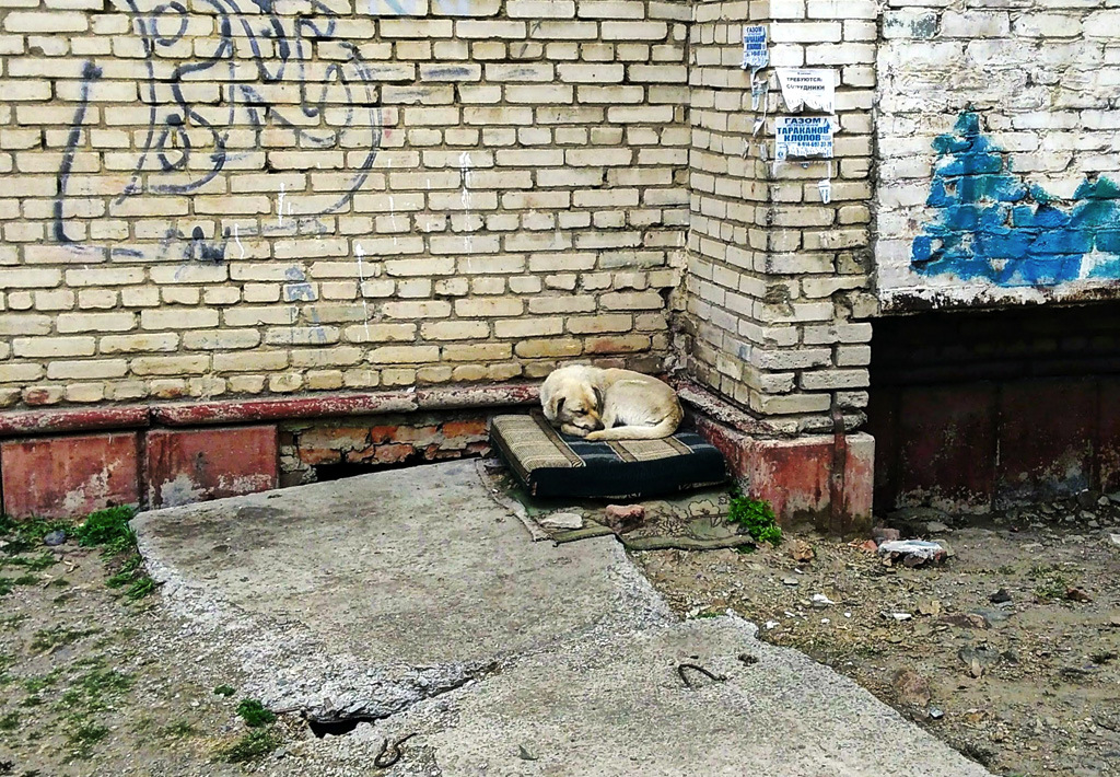 Бездомные животные