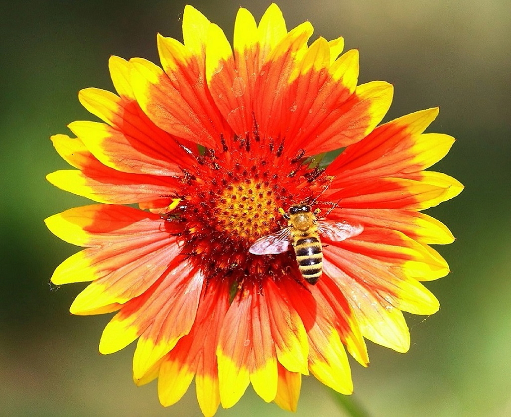 Обычное занятие пчелы