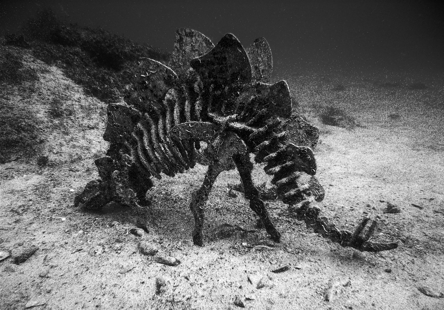 Крокозябля подводная, редкоземельная.