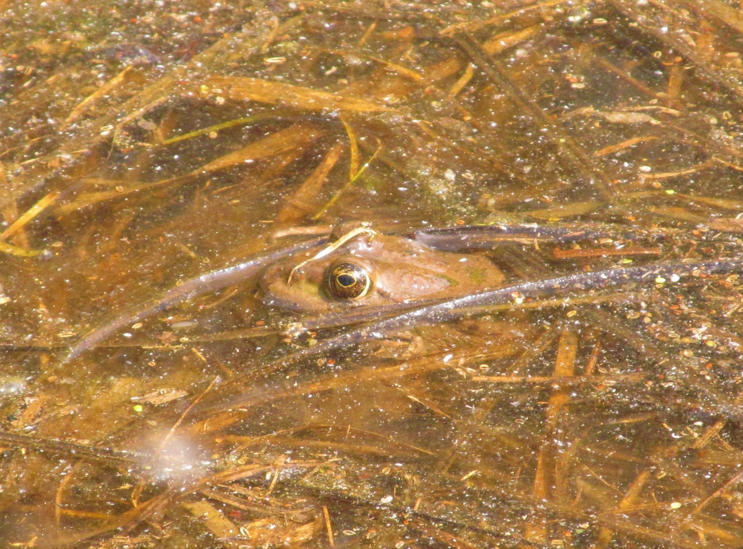 Лягушка в болоте