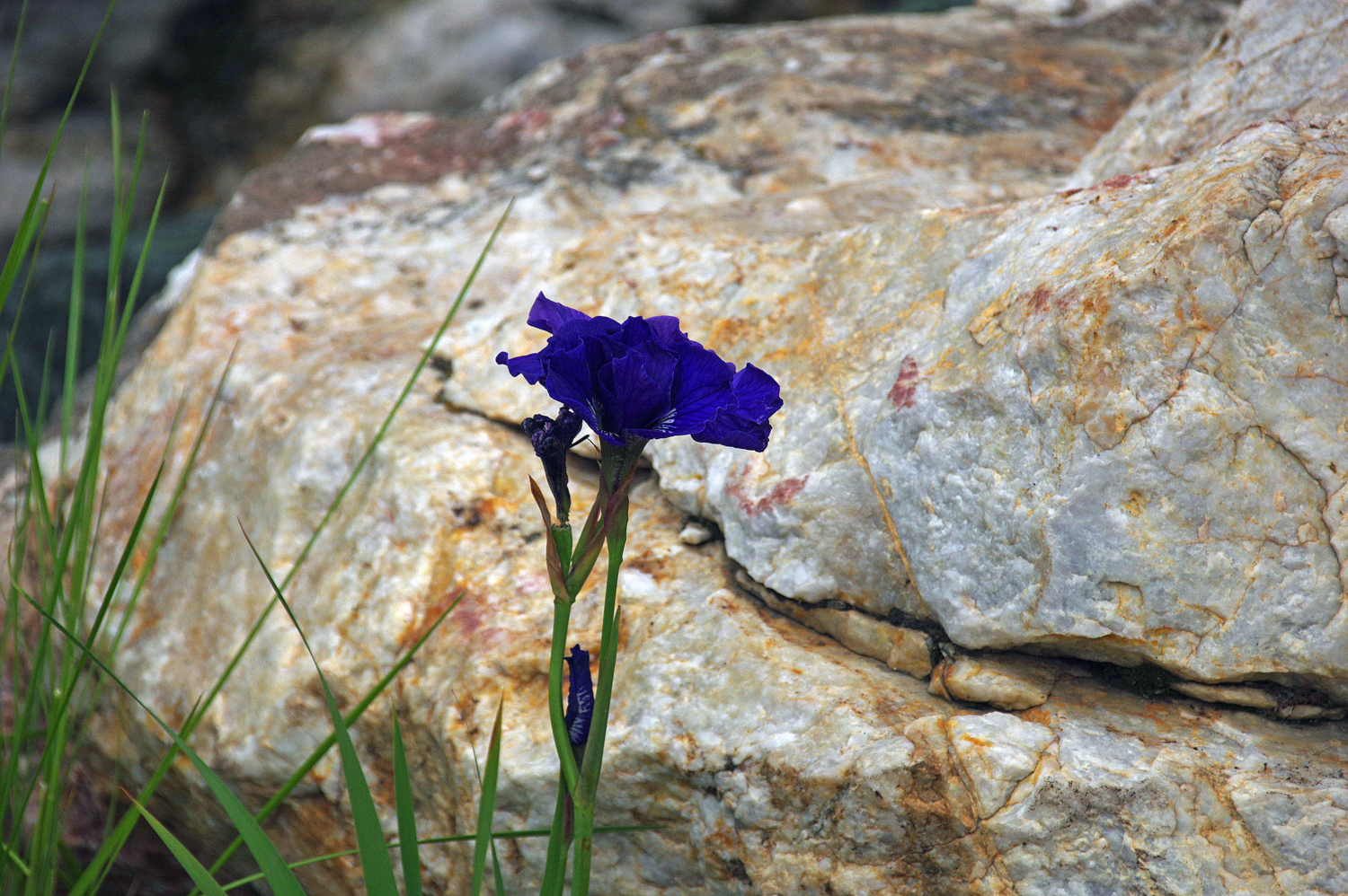 Цветок и камень