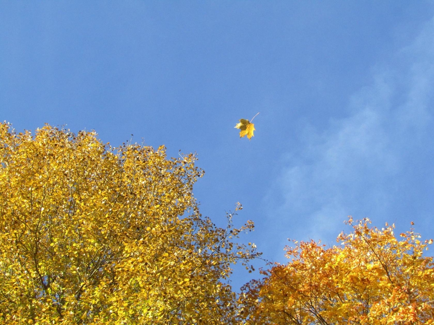 Осенний лист по ветру кружит...