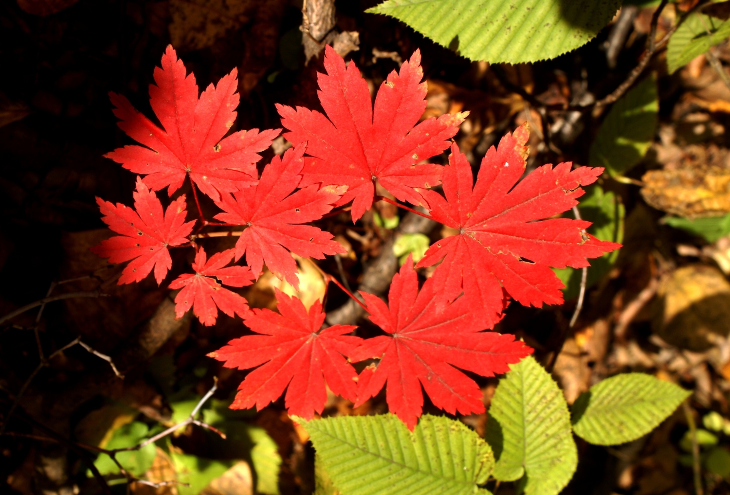 Осенний лист кленовый