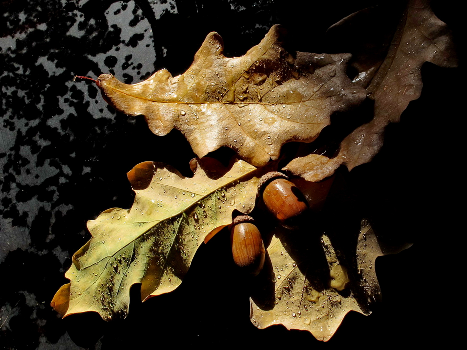 Листьев дуба. Лист дуба. Осенний дубовый лист. Осенние листья дуба. Листья дуба осенью.