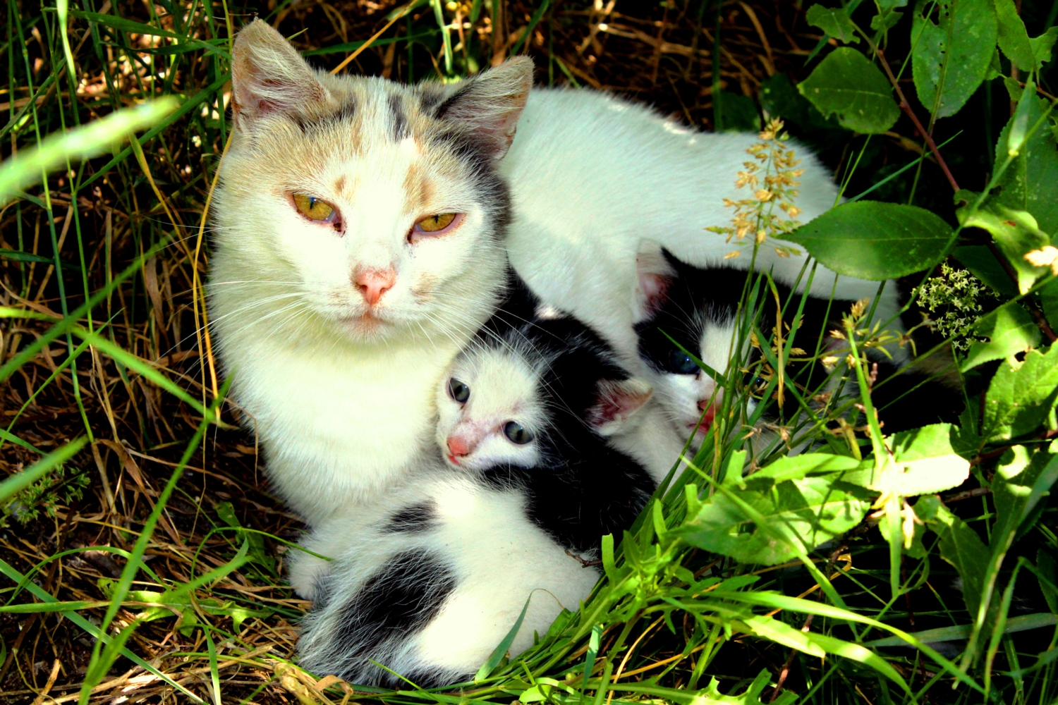 Мать с детьми.