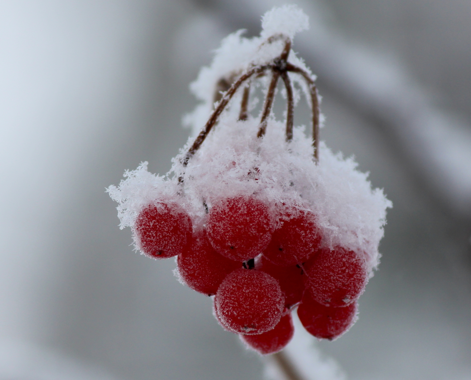 Белый снег на грозди красных ягод