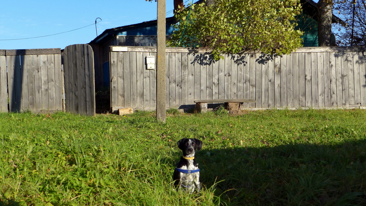 старый забор, старый ящик и верный пёс