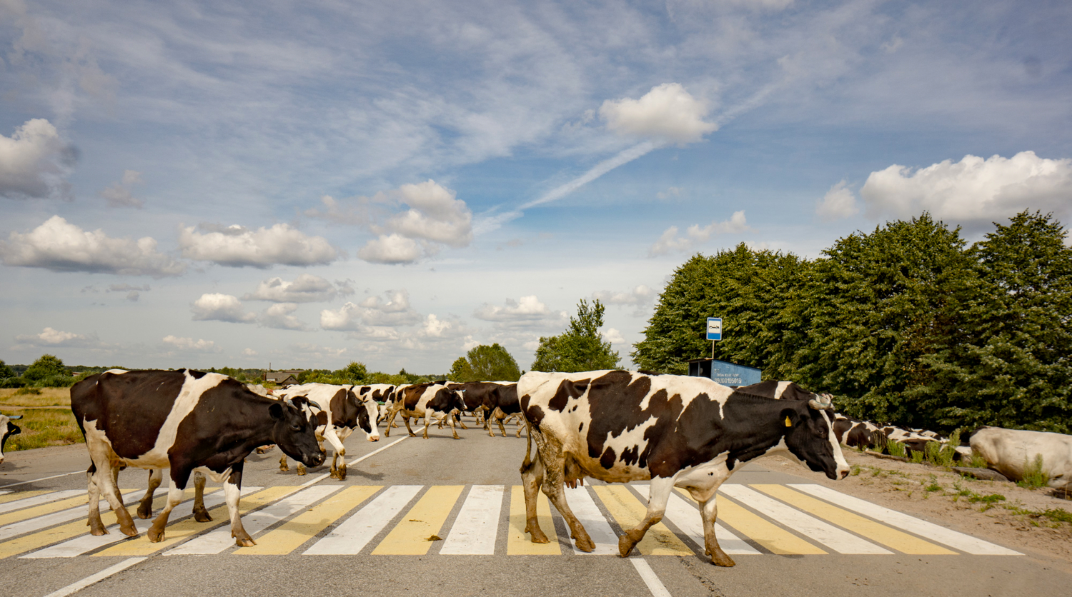 Cows cross the road