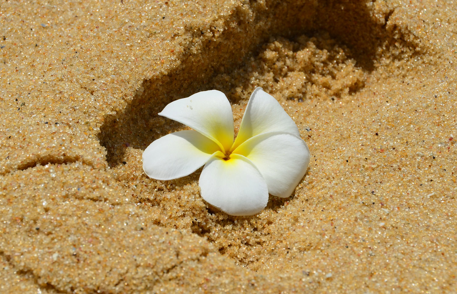 Цветы на песке