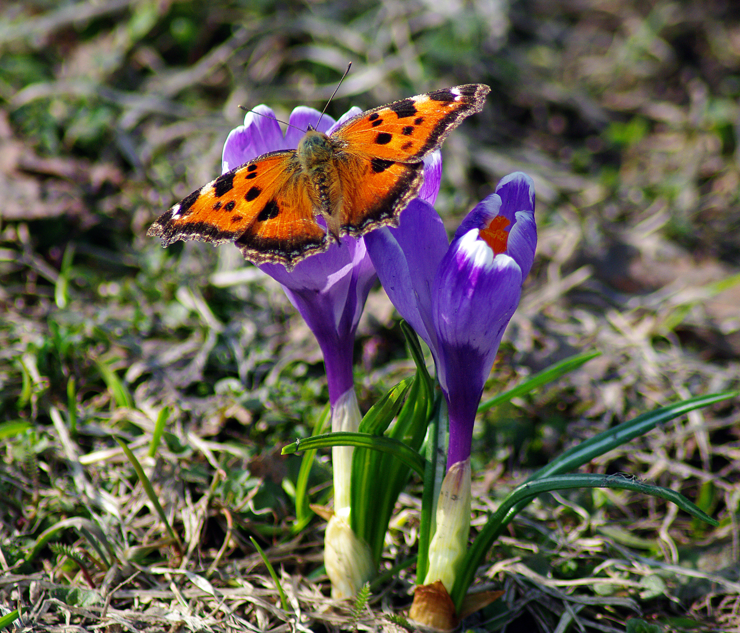 Апрельская бабочка