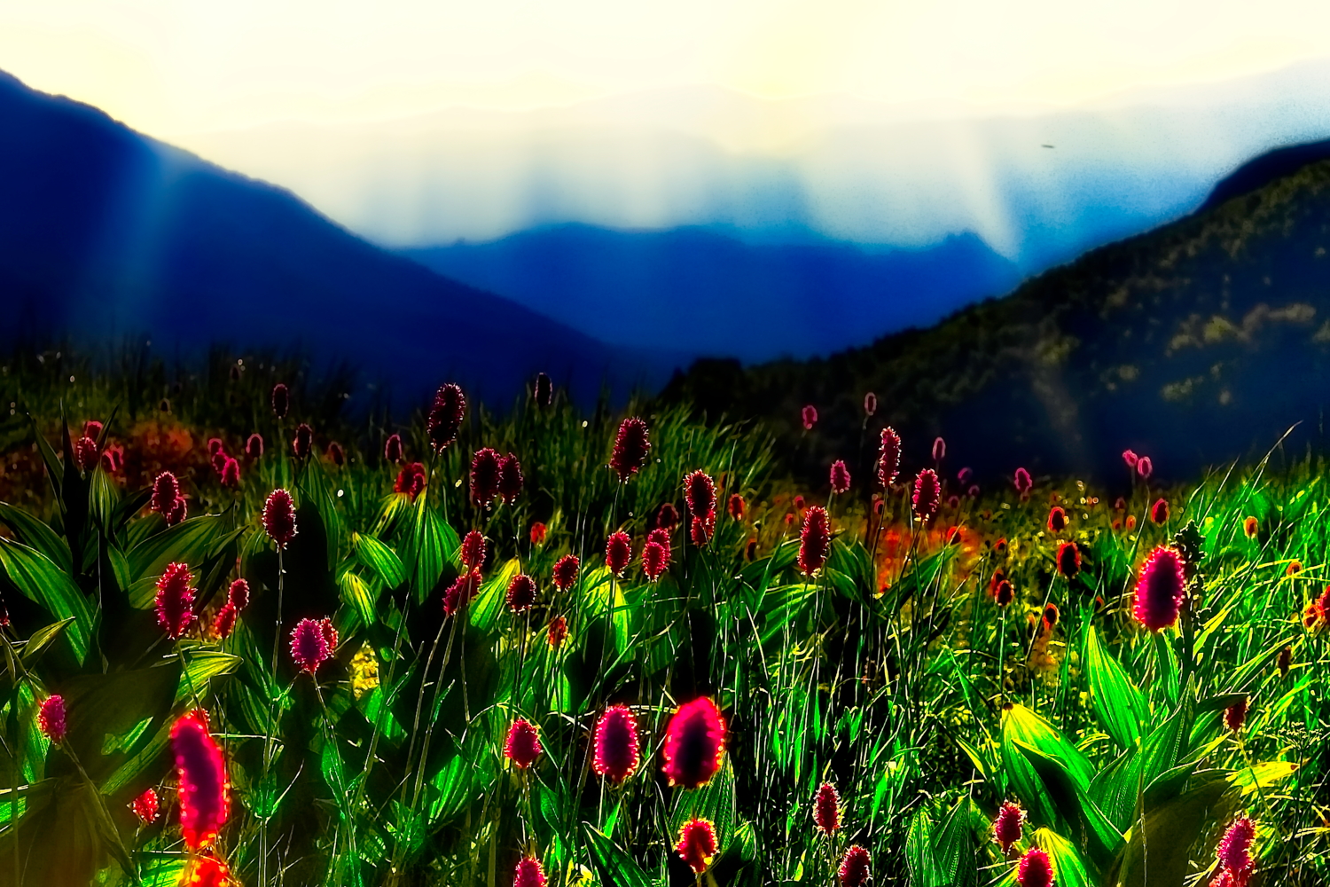 Малиновое цветение горного луга