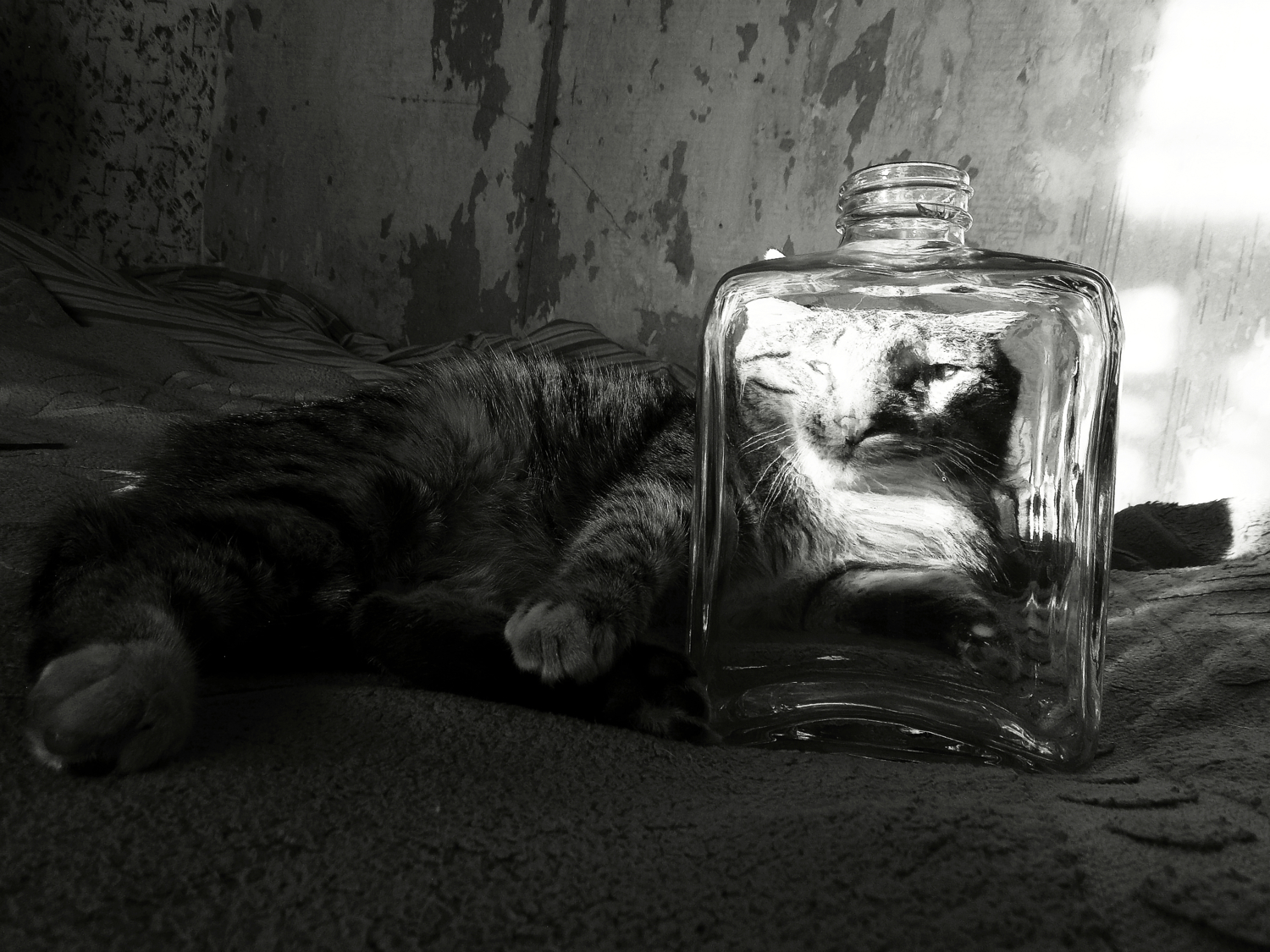Кот и бутылка.