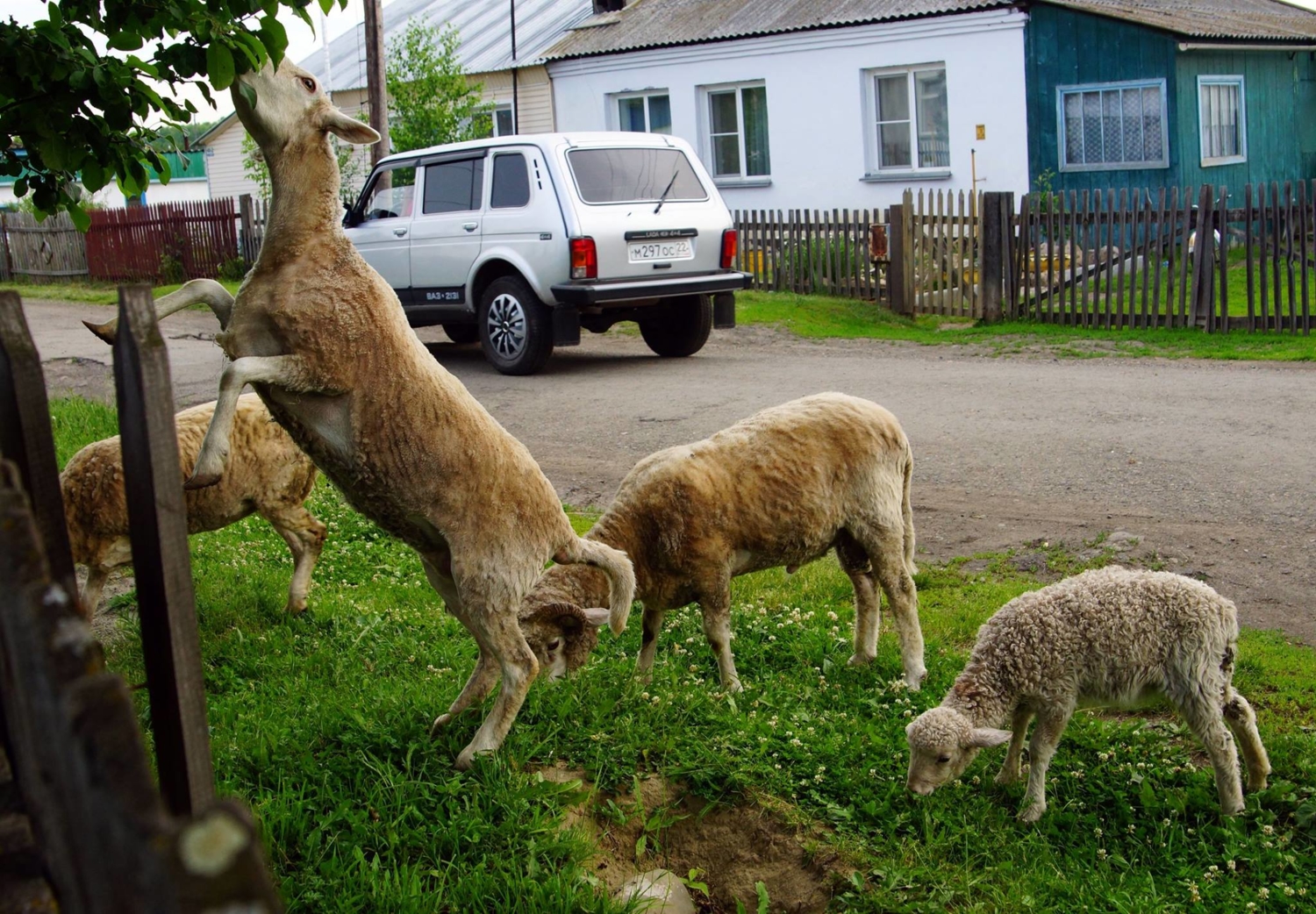 Гости