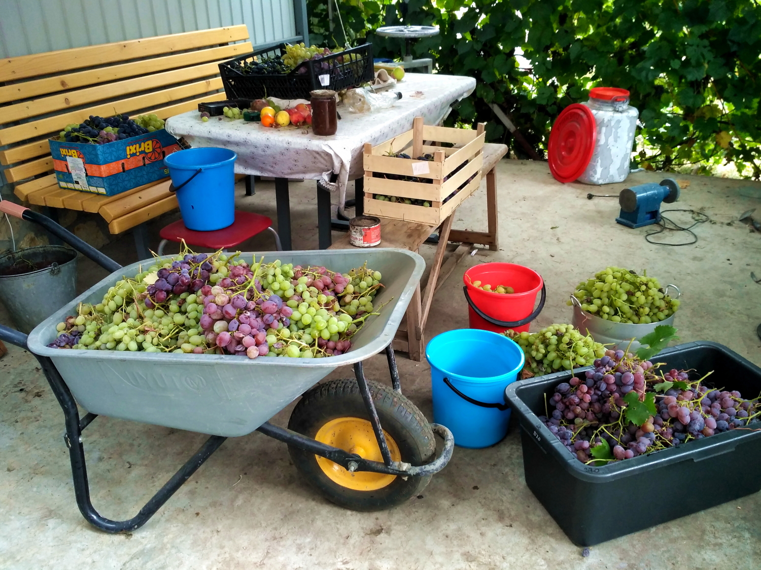 Во дворе, где растёт виноград