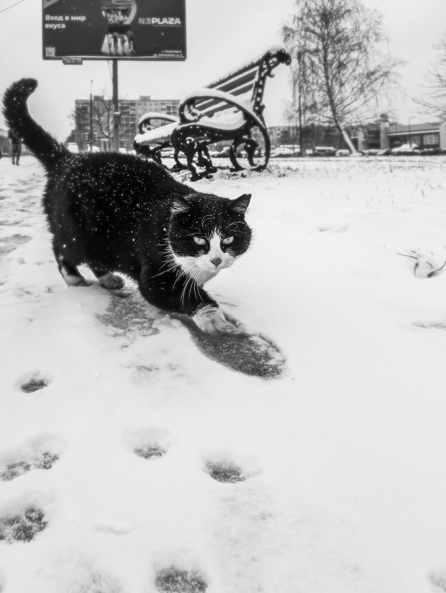 Котик, снег, следы