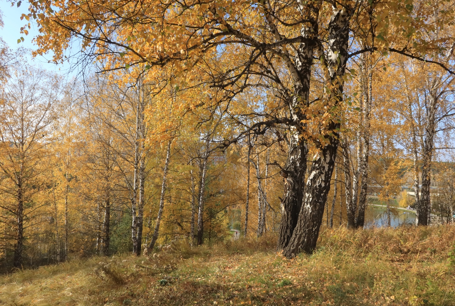 Золотая осень