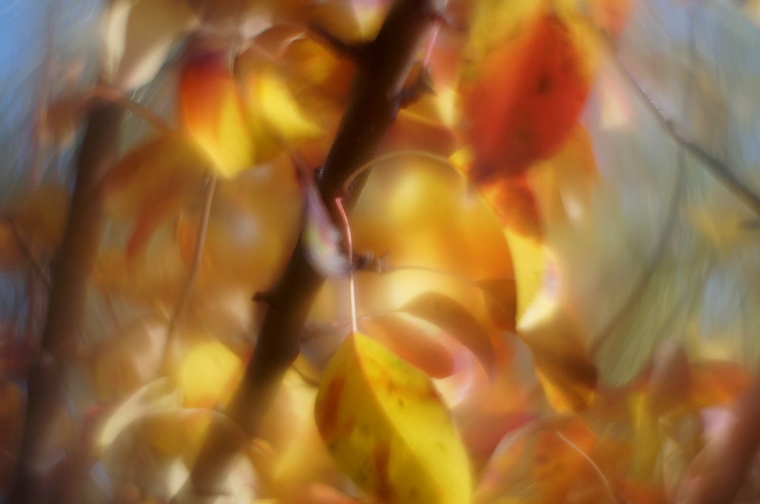 Осенняя позолота