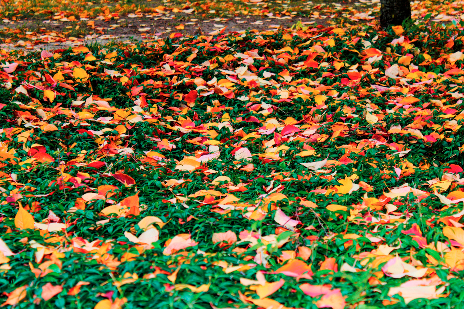 Осень – это опавшие листья......