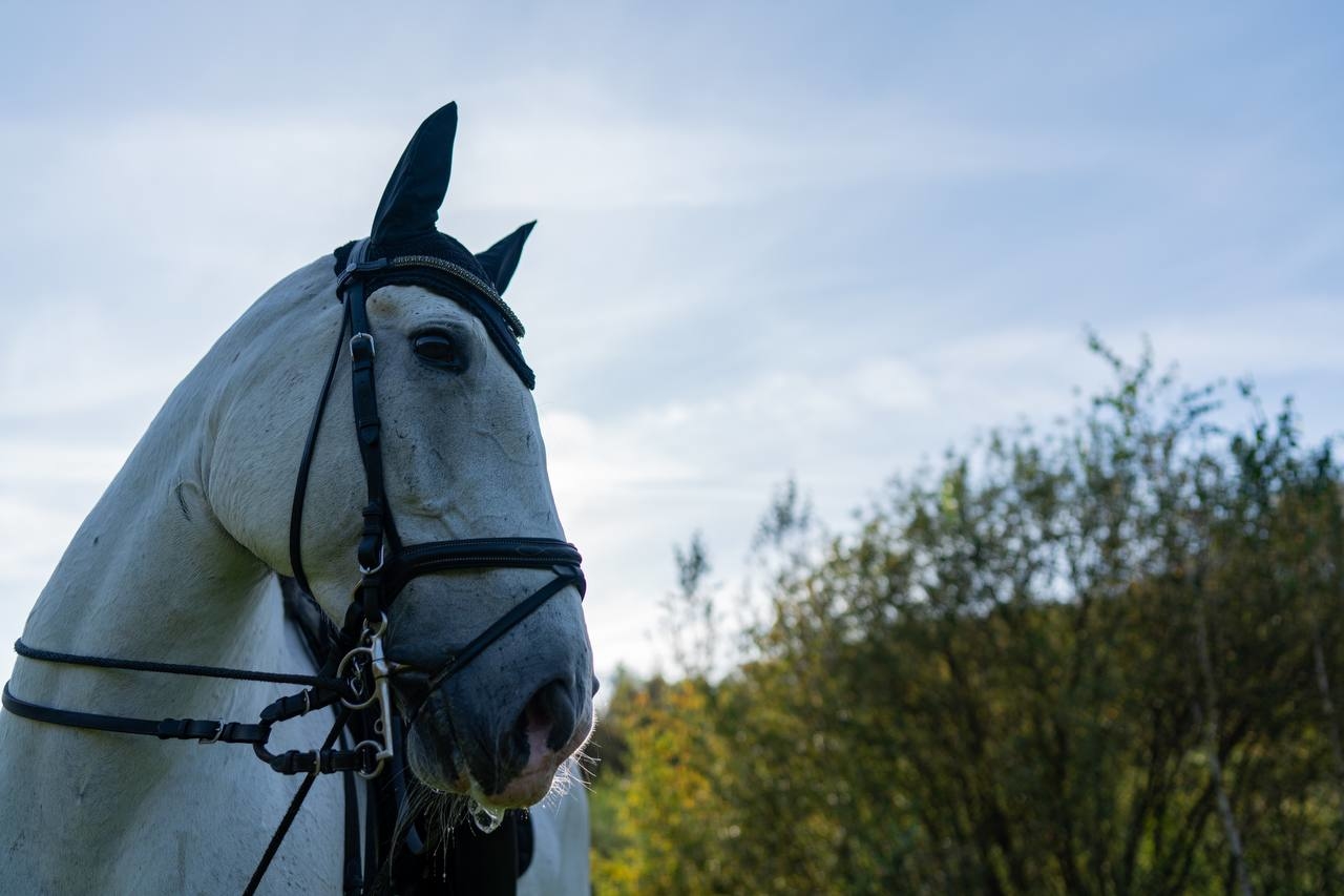 Конь белого принца)