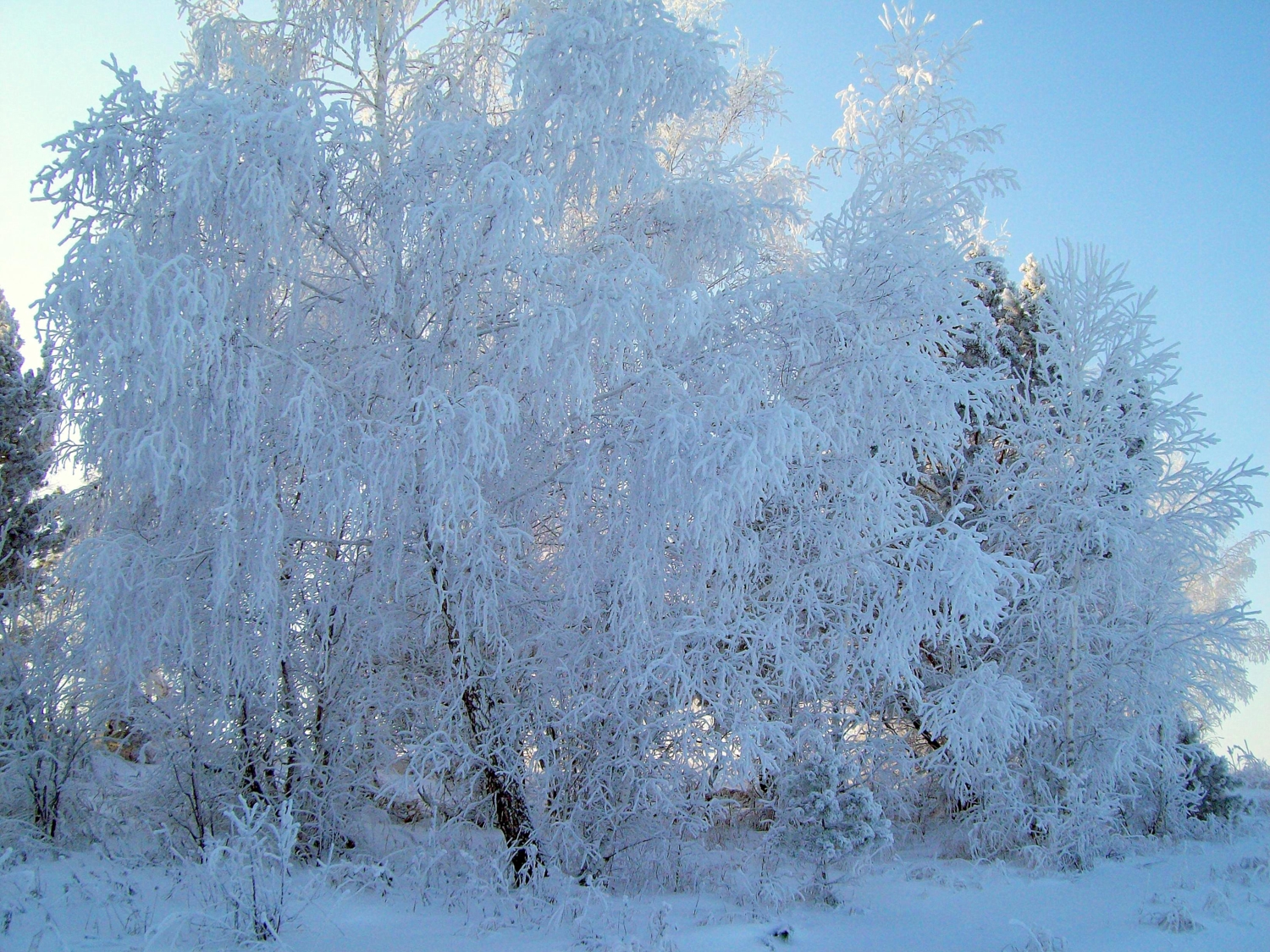 Белая берёза принакрылась снегом, словно серебром.