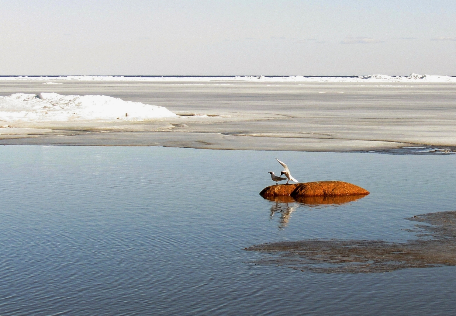 Море, чайки и весна