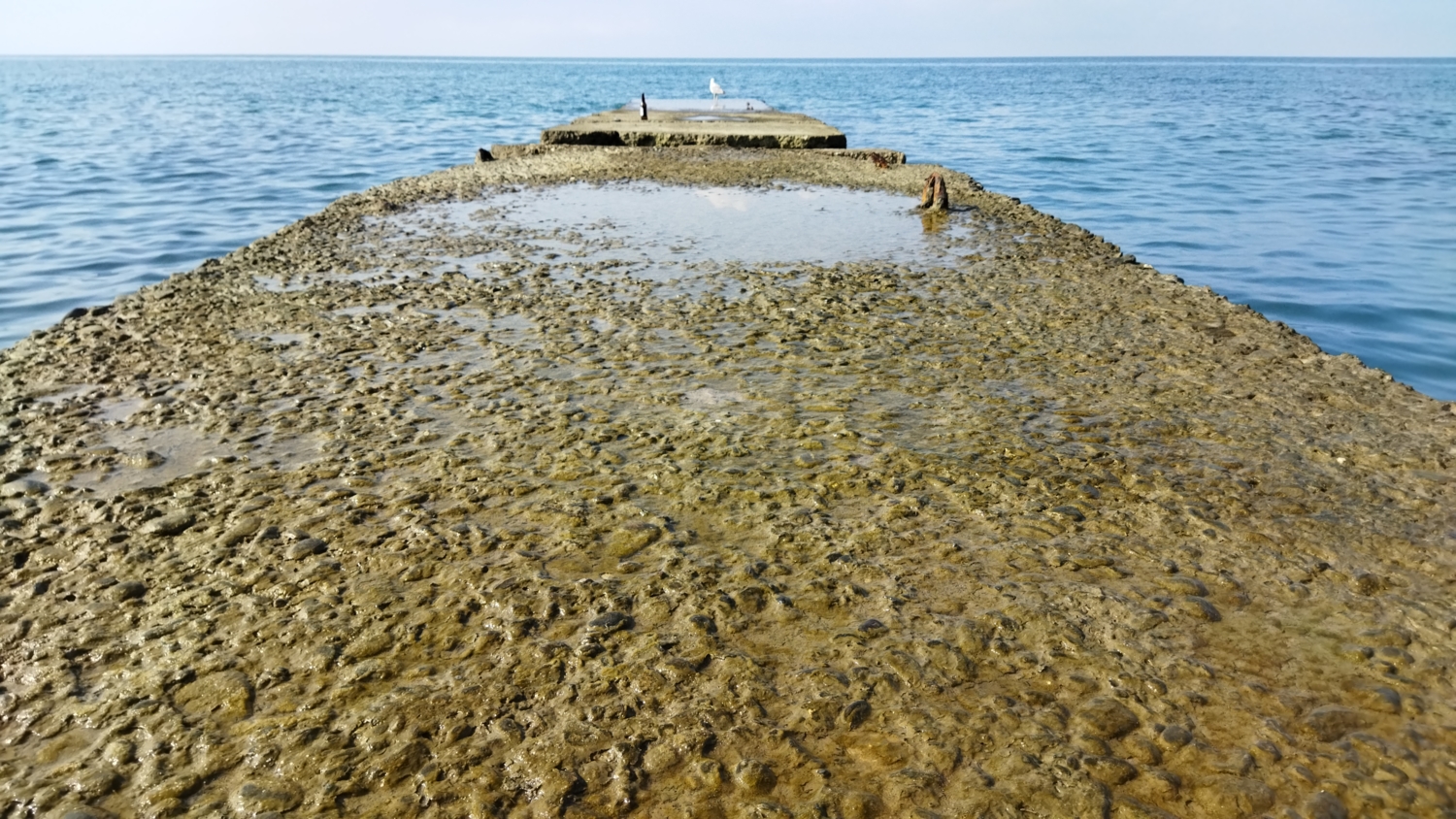 sea ​​puddle near the bird