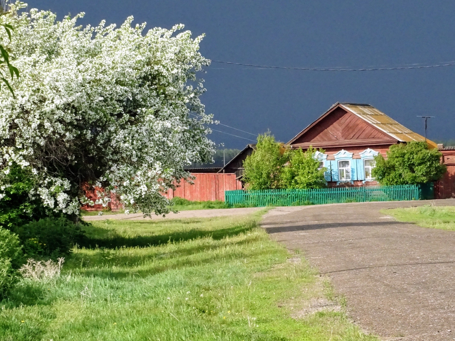 Яблоня в цвету