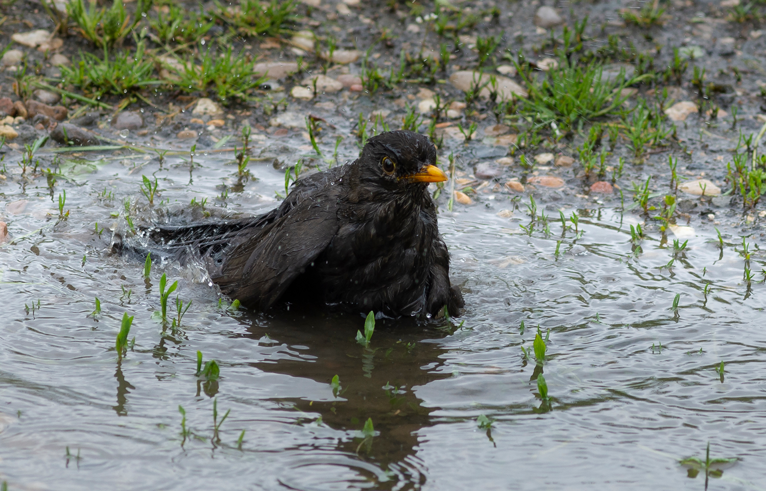 Водные процедуры.