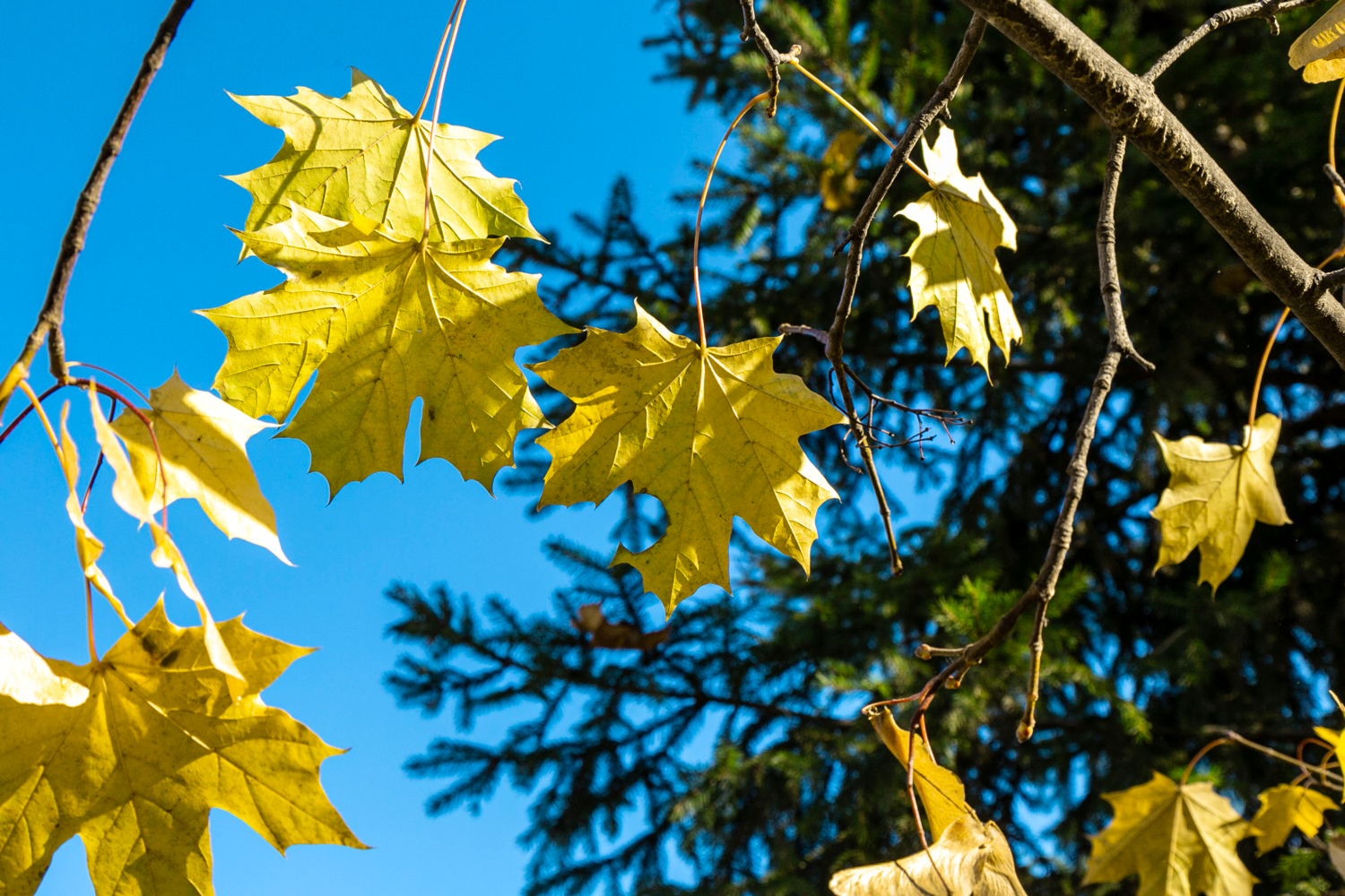 Осенняя мозайка