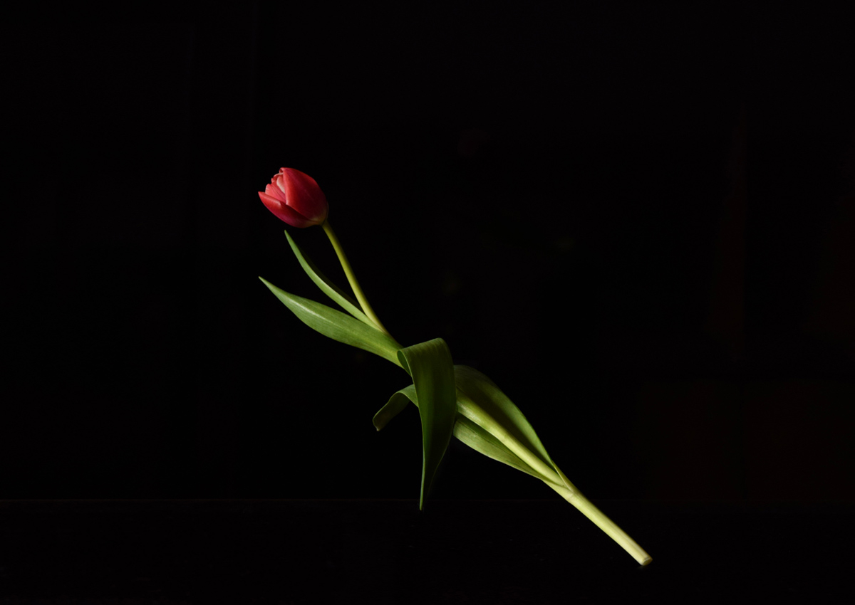 Фанфан-тюльпан