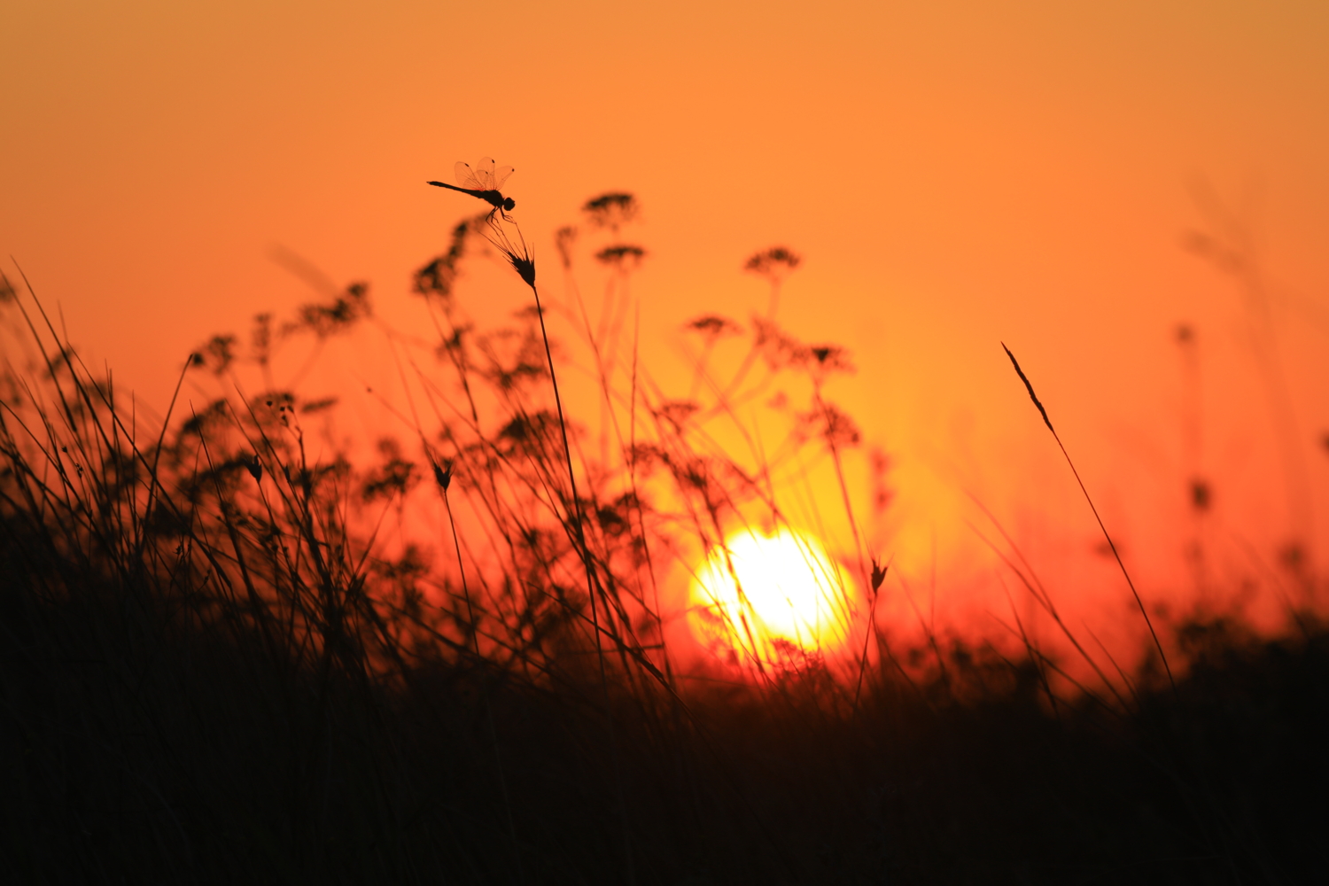 Летняя гармония