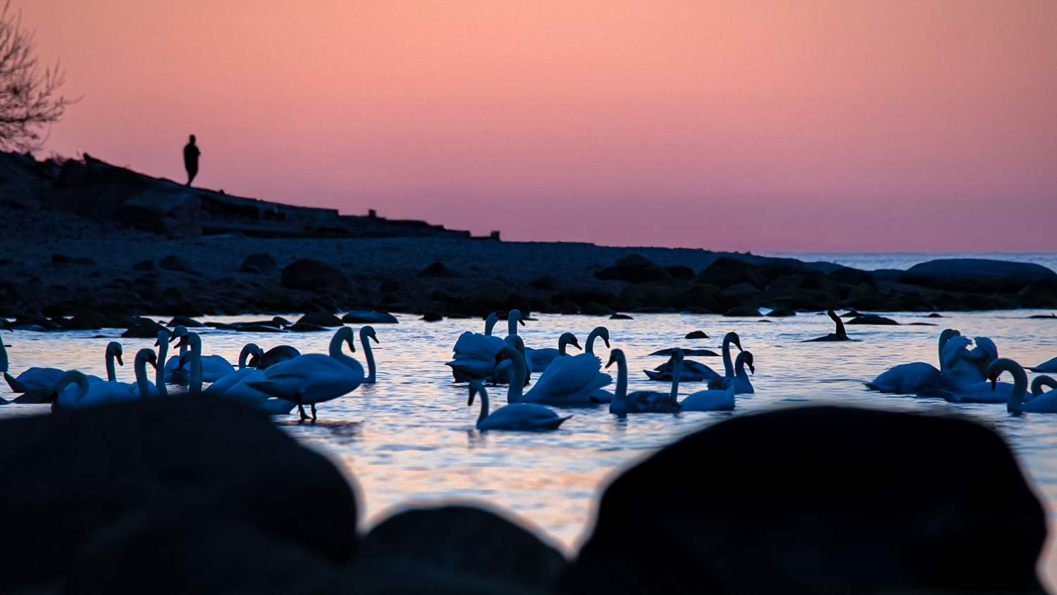 Балтийские лебеди