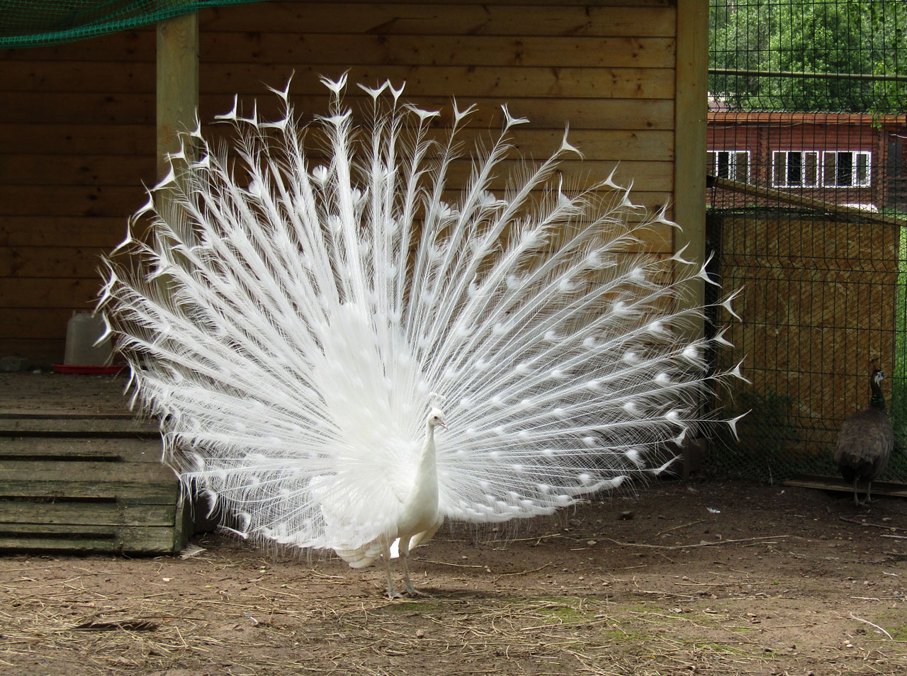 ЛУЧезарный