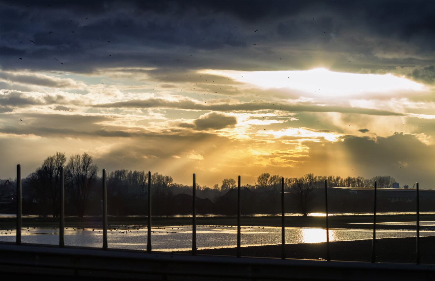 Птицы в вечерних лучах