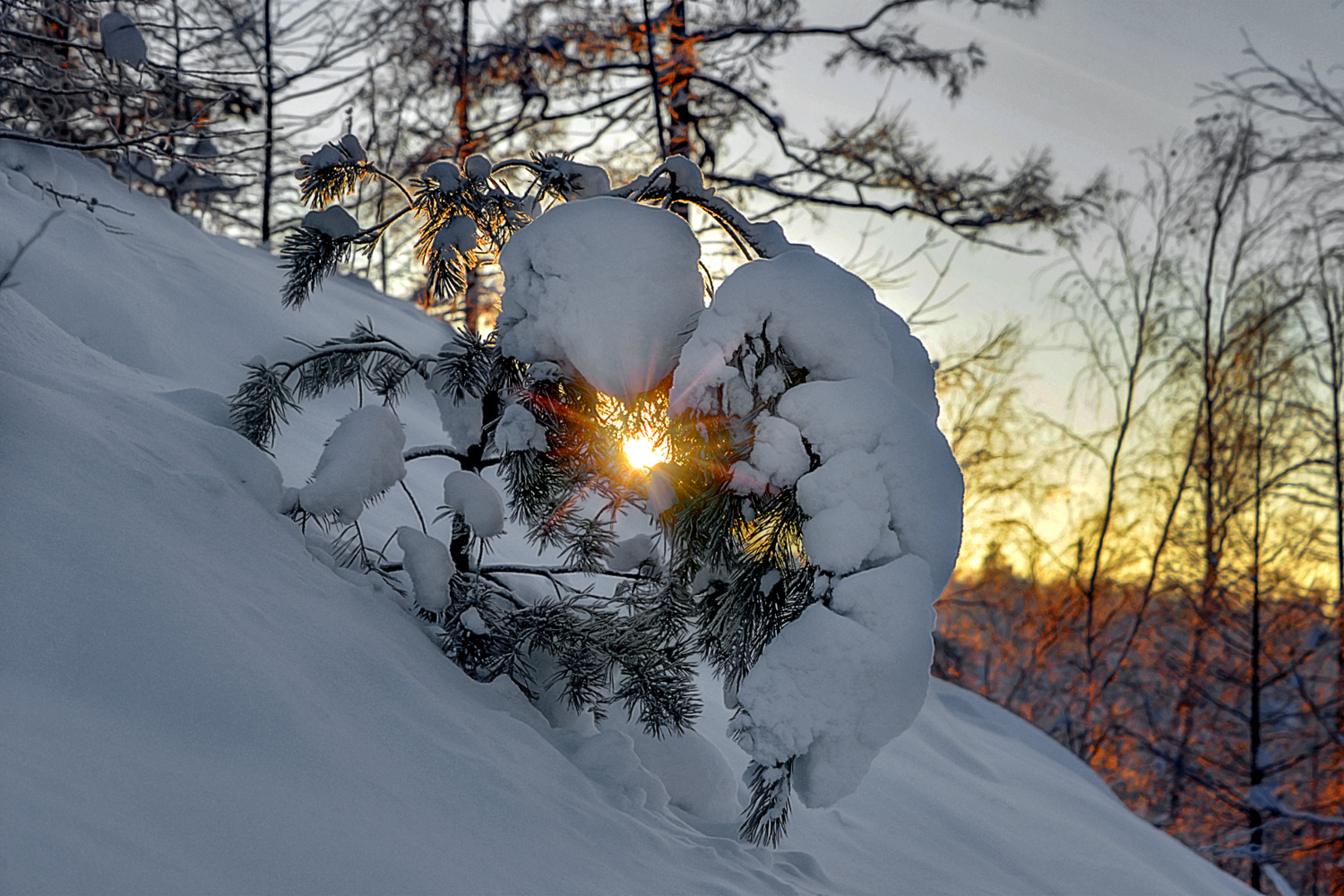 Сквозь елку