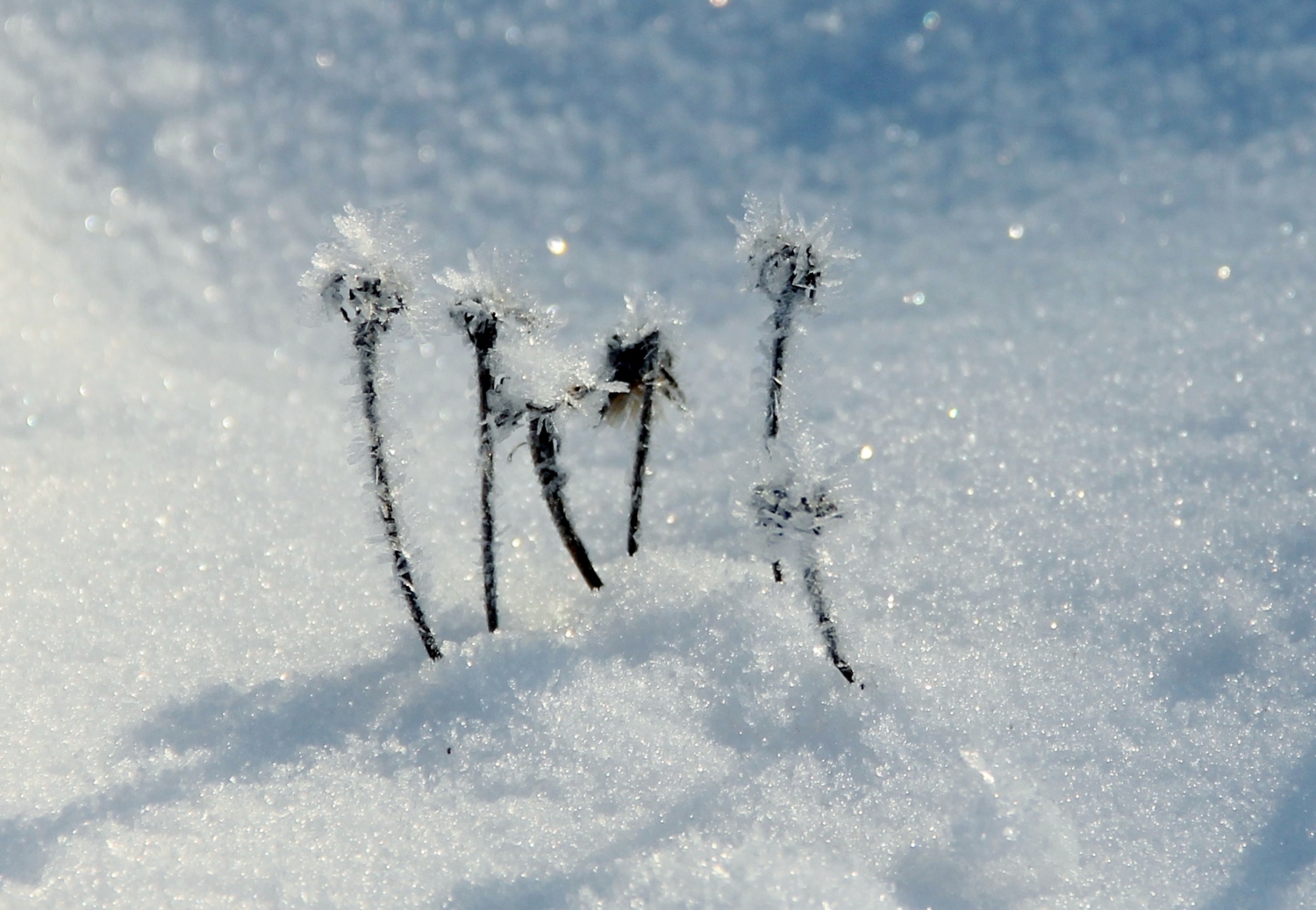 Просто зима
