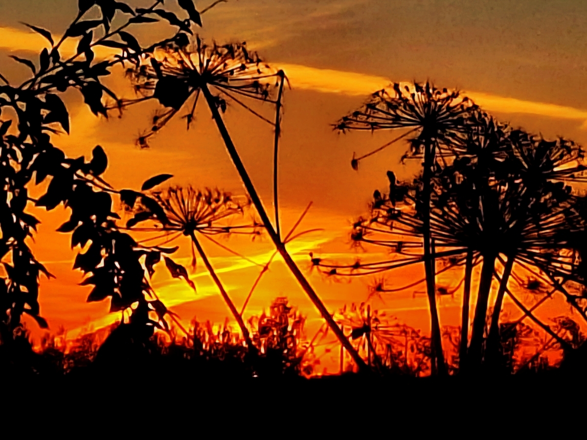 окрасилось небо багрянцем