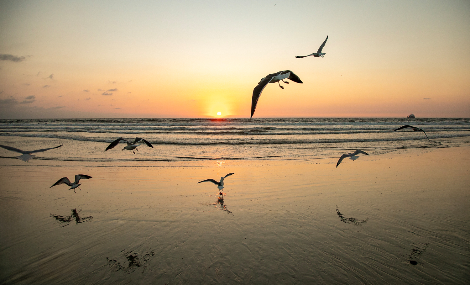 Танцы чаек на закате